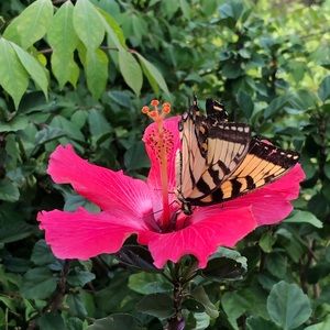 Meet your Posher, Katie bray